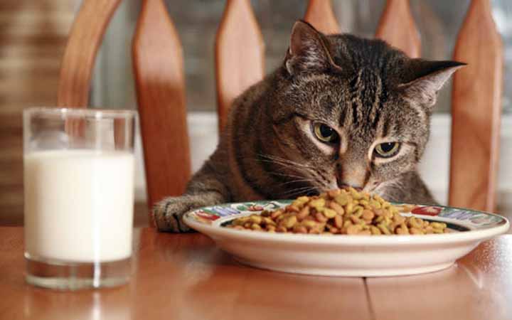 ইসলামী দৃষ্টিকোণ ও হাদিস থেকে বিড়ালের খাওয়া খাবারের ব্যাপারে মাসয়ালা